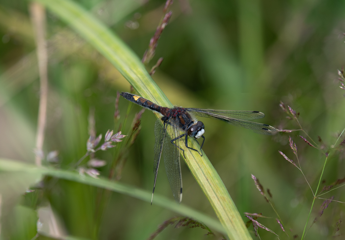 Large White-faced Darter